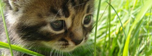 are we human - ahmad al charif blog